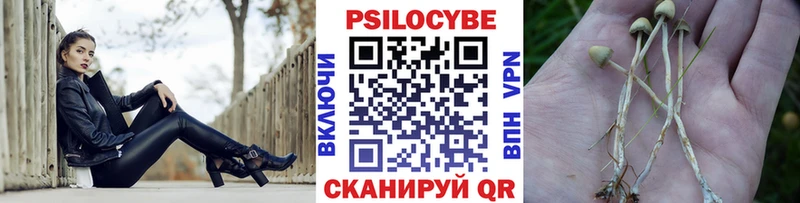 Псилоцибиновые грибы Psilocybe  Дербент 